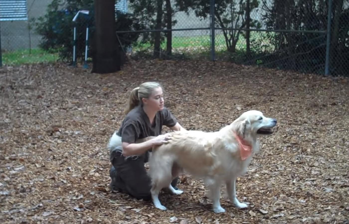 pet keepers boarding kennel play yard