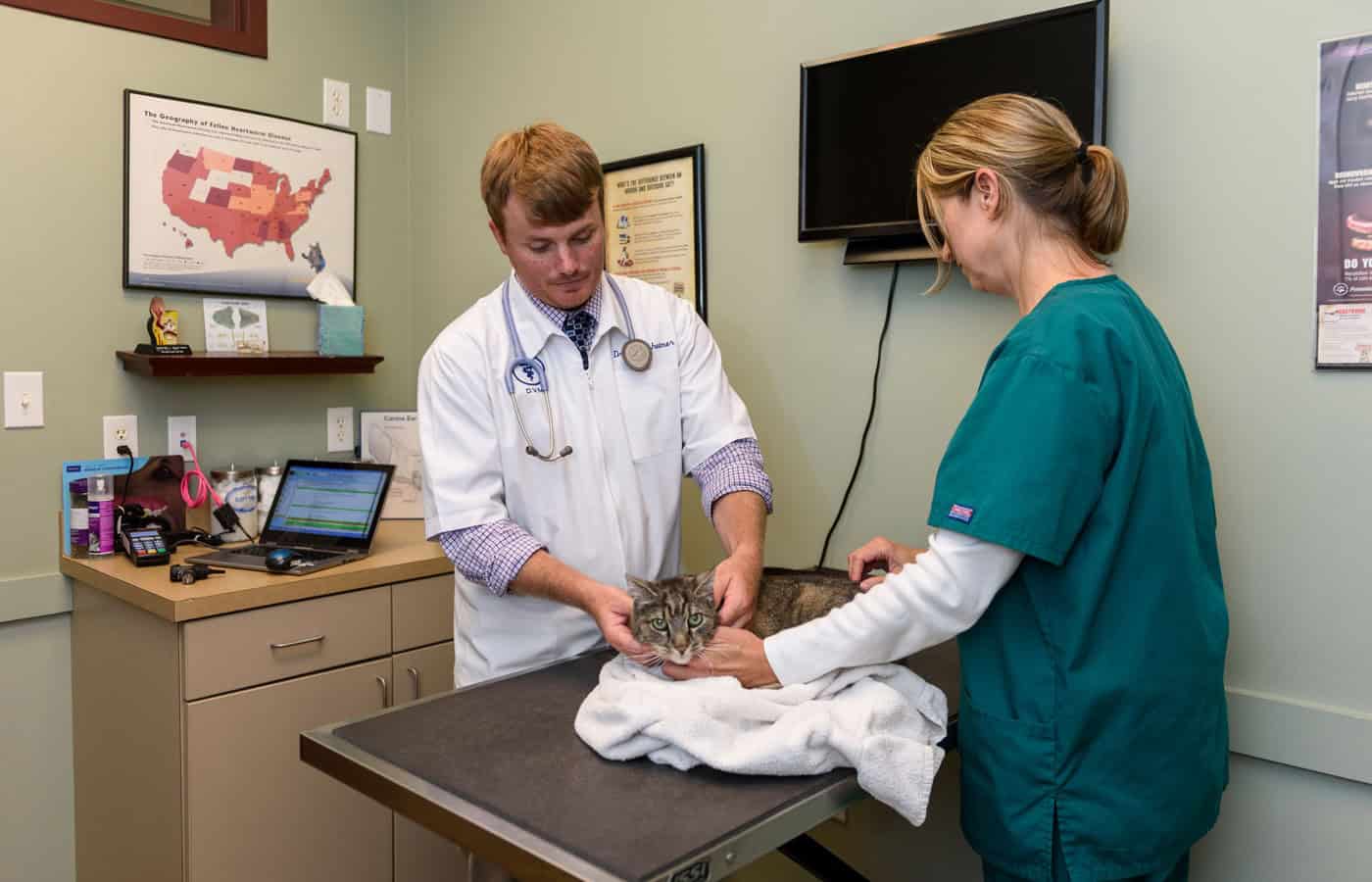 emergency care by veterinarian and technician