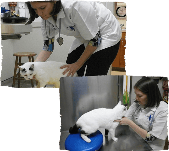 feline physical therapy and rehab with veterinarian