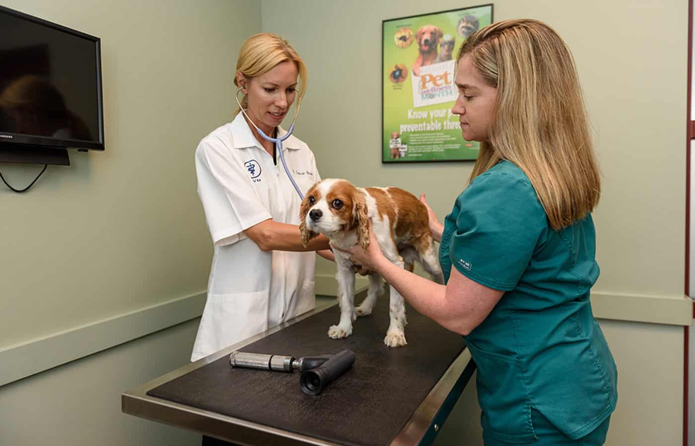 dog exam during vaccines and immunization